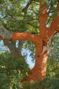 cork oak tree, Douro Valley, Portugal cork oak tree, Douro Valley, Portugal